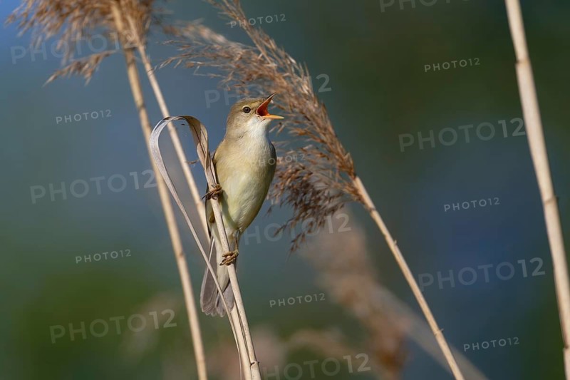 Marsh Warbler (Acrocephalus palustris) singing, Saxony, Germany