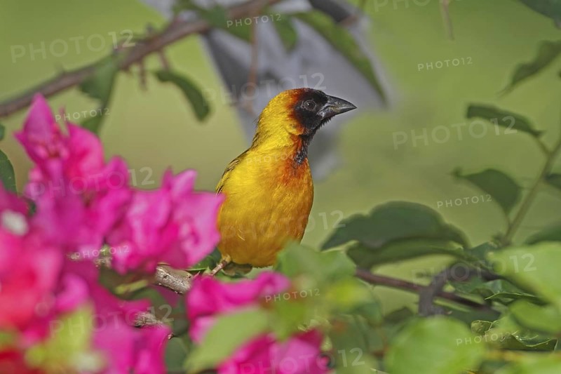 Northern Masked Weaver (Ploceus taeniopterus) male, Nyeri County, Kenya