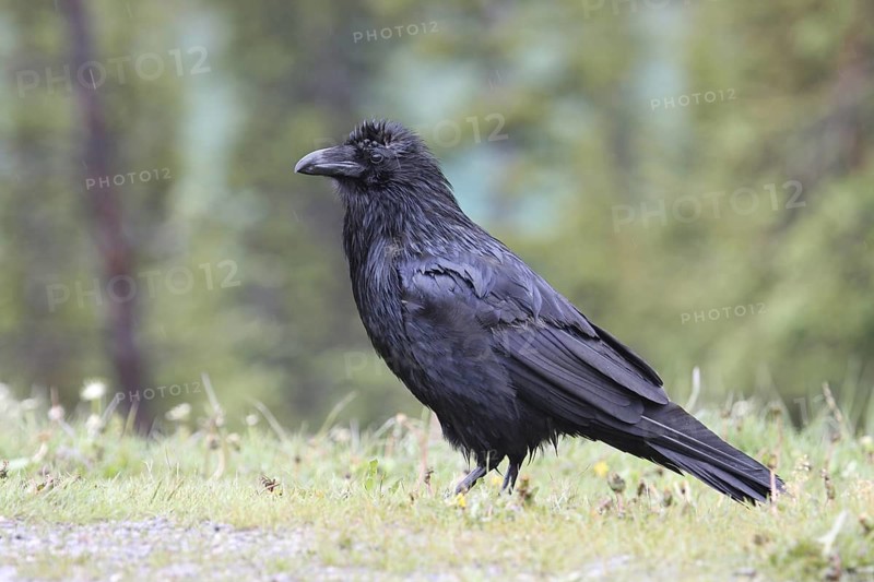 Northern Raven (Corvus corax), Alberta, Canada