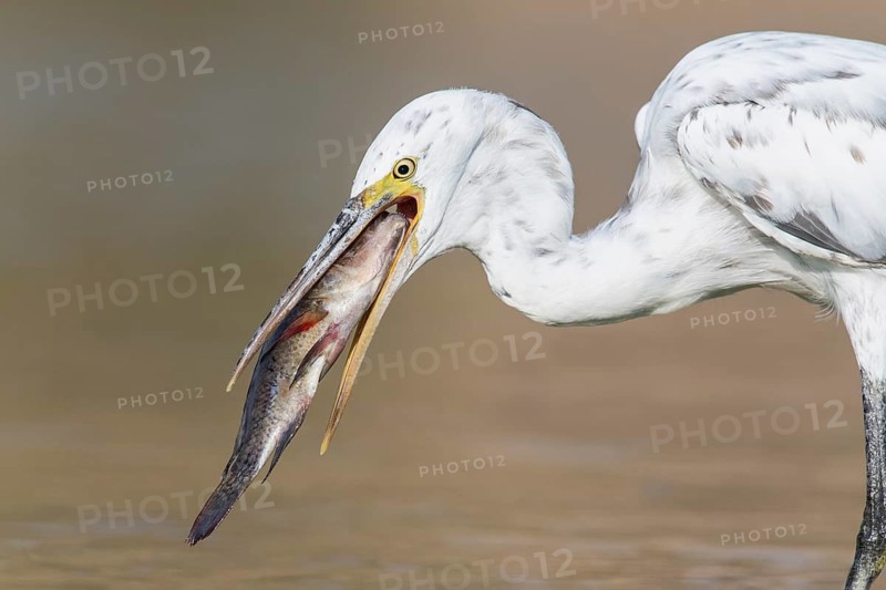 Western Reef Heron (Egretta gularis) eating a big fish, Eilat, Israel