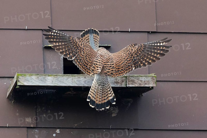 Common Kestrel (Falco tinnunculus), two adult birds, a breeding pair in front of a nesting entrance in a house wall, the female spreading its wings as it lands on a wooden platform, Hesse, Germany