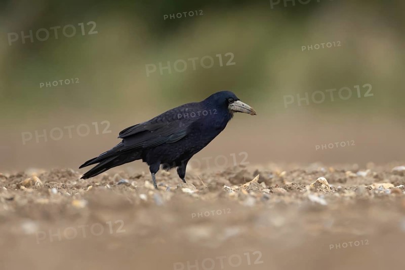 Rook (Corvus frugilegus) adult corvid bird on a farmland ploughed field, England, United Kingdom