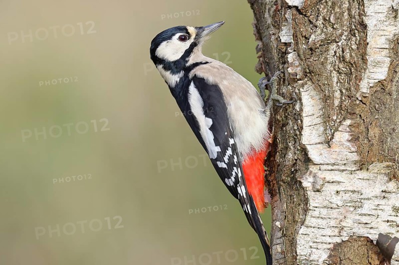 Great spotted woodpecker (Dendrocopus major), male, foraging on the trunk of a common birch (Betula pendula), wildlife, woodpeckers, nature photography, autumn, Wilnsdorf, North Rhine-Westphalia, Germany