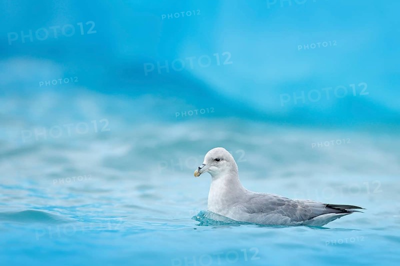 Northern Fulmar, Fulmarus glacialis, white bird in the blue water, dark blue ice in the background, animal in the Arctic nature habitat, Svalbard, Norway