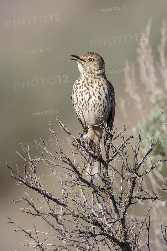 Sage Thrasher (Oreoscoptes montanus) perched on a branch in central Washington State, USA