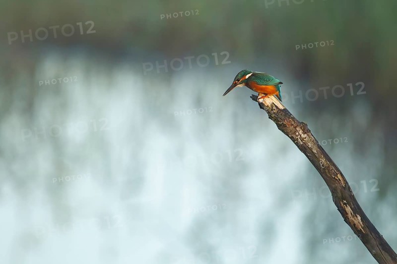 Common kingfisher (Alcedo atthis) adult female bird perched on a tree branch, RSPB Strumpshaw fen nature reserve, Norfolk, England, United Kingdom