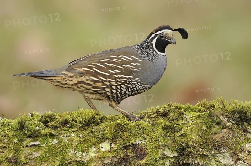 California Quail (Callipepla californica) male, Canada
