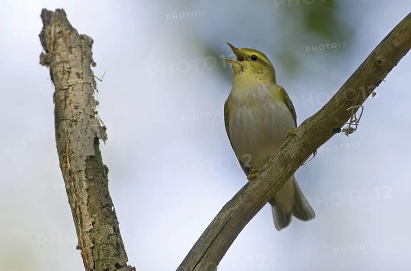Wood Warbler (Phylloscopus sibilatrix), Saarland, Germany