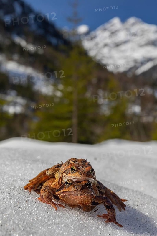 Mating couple of common frog, Rana temporaria, sitting on snow in early springtime, heading for the mating pond. Mountains in the distant background