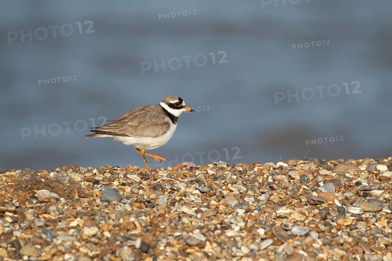 Ringed plover (Charadrius hiaticula) adult wading bird walking on a shingle beach, Suffolk, England, United Kingdom