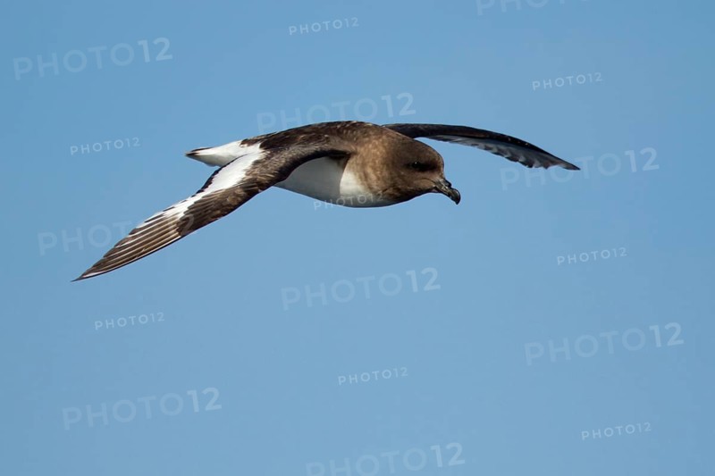 Antarctic Petrel (Thalassoica antarctica) flying, Ross Sea, Antarctica