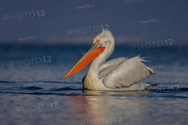 Dalmatian Pelican (Pelecanus crispus), swimming, orange throat pouch, Lake Kerkini, Greece