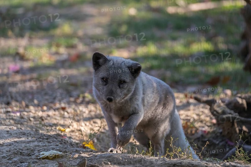 One arctic fox (Vulpes lagopus), (white fox, polar fox, or snow fox) standing in front of his den on a sunny day