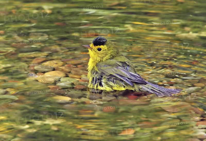 Wilson's Warbler (Cardellina pusilla) male bathing, Saskatchewan, Canada