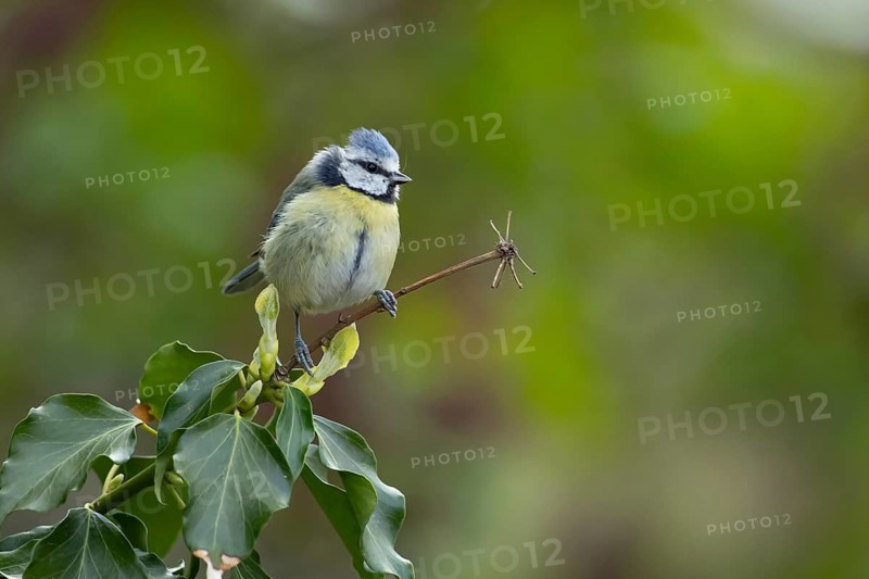 Blue tit (Cyanistes caeruleus) adult garden bird on an Ivy tree branch in summer, England, United Kingdom