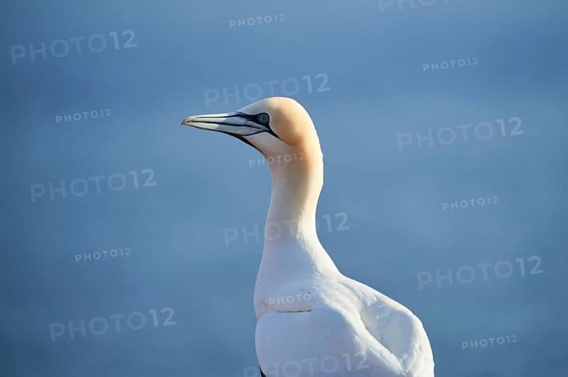 Northern gannet (Morus bassanus), portrait, close-up, wildlife, Helgoland, Germany