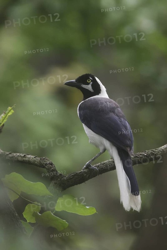 White-tailed Jay (Cyanocorax mystacalis), Guayas, Ecuador