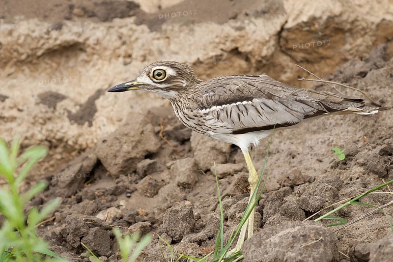 Water Thick-knee (Burhinus vermiculatus), Okavango-Delta, Botswana