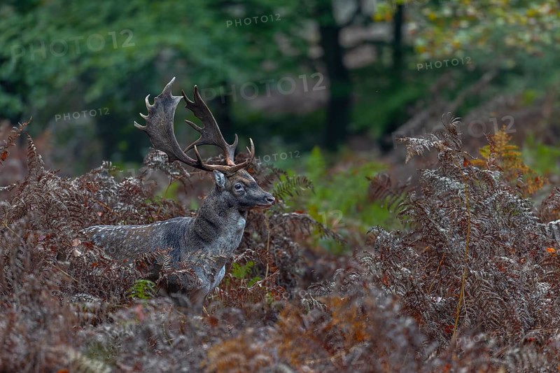 A fallow deer (Dama dama) moves on a game trail through a thicket of bracken, autumn, rut, fallow deer rut, October, Germany