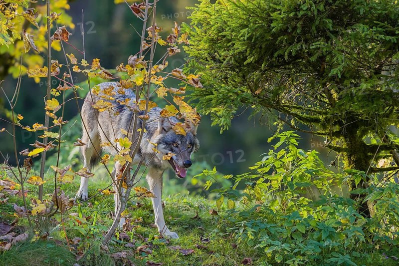 One eurasian gray wolf (Canis lupus lupus) stands on a hill, observing the area. A forest in fall colours in the background