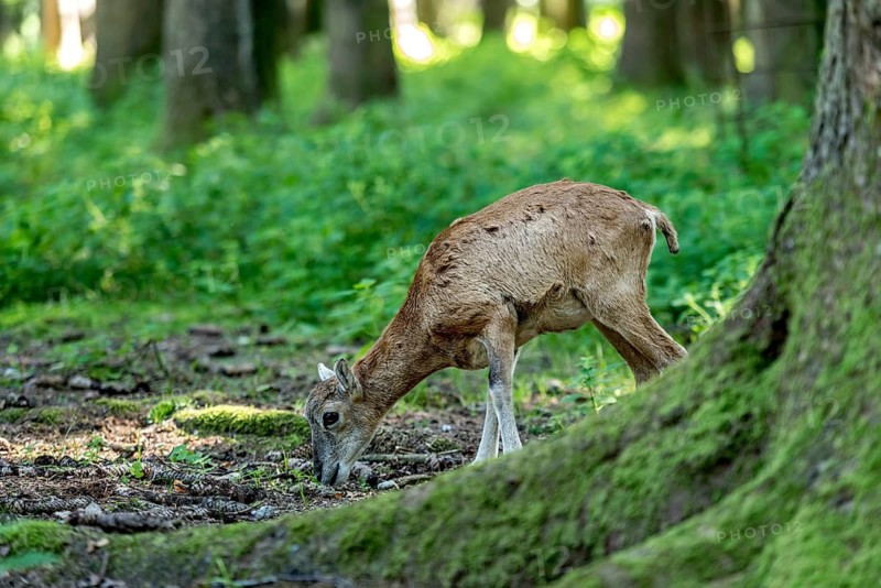 European mouflon (Ovis gmelini musimon), mouflon, young animal, looking for food in a sun-drenched forest on a moss-covered tree, surrounded by natural vegetation, Poing Wildlife Park, Upper Bavaria, Bavaria, Germany