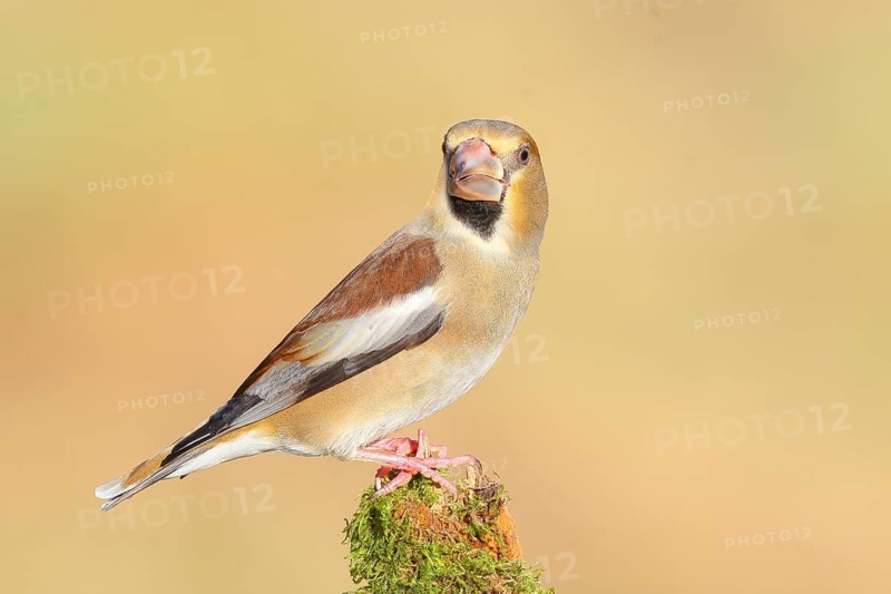 Hawfinch (Coccothraustes coccothraustes), female sitting attentively on a branch covered with moss, wildlife, winter, winter dress, feeding site, finch bird, finches, with light-coloured beak, Siegerland, North Rhine-Westphalia, Germany