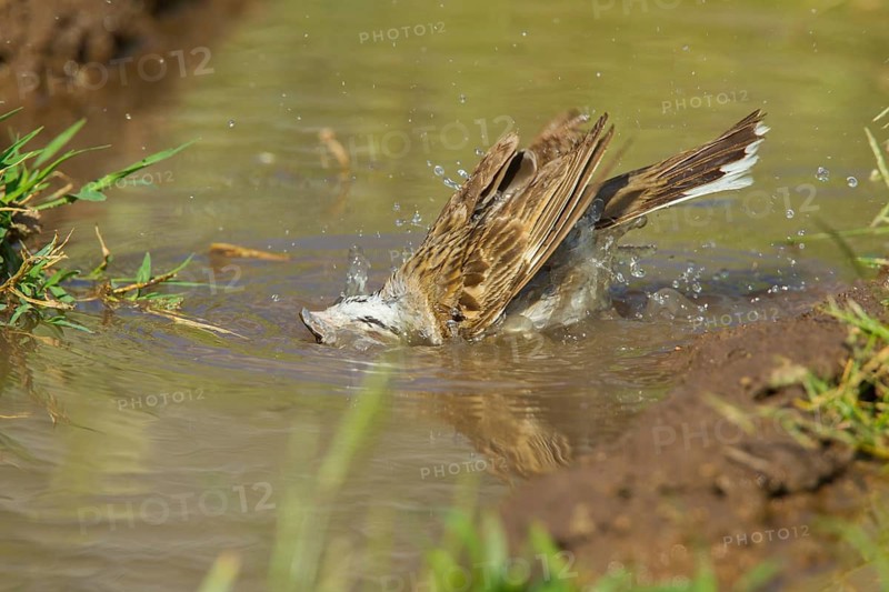 Lark Sparrow Chondestes grammacus Empire-Cienega National Conservation Area. Arizona, United States 3 Septembe Adult bathing. Emberizidae