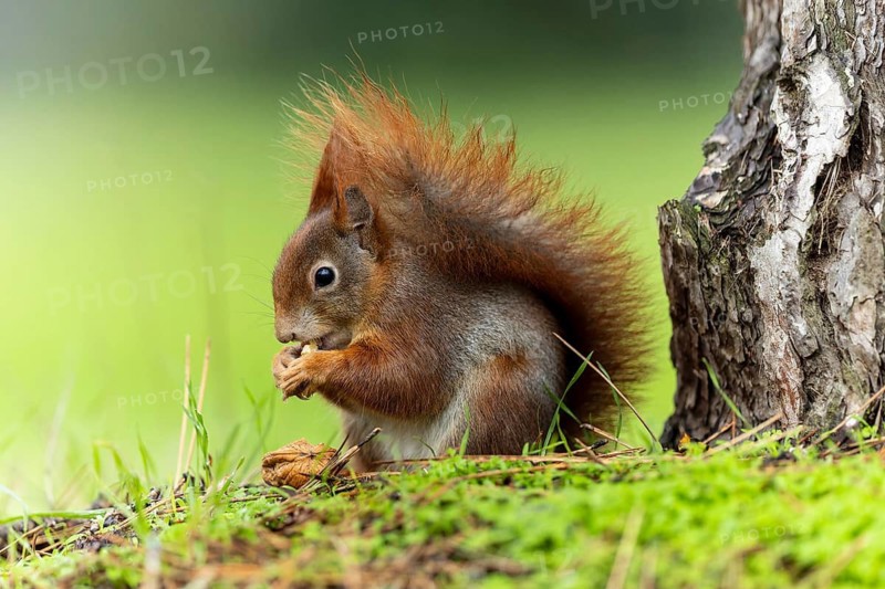 Eurasian red squirrel (Sciurus vulgaris) in a meadow, wildlife, Germany