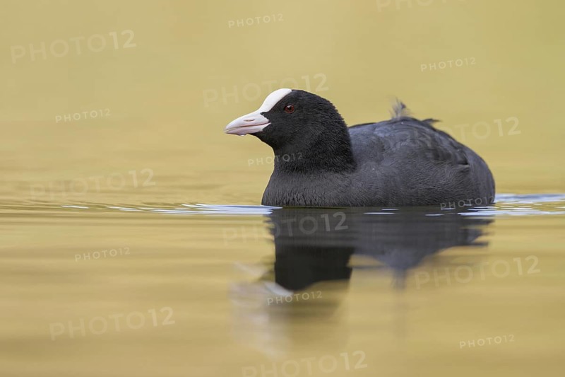 Eurasian Coot (Fulica atra), Bavaria, Germany