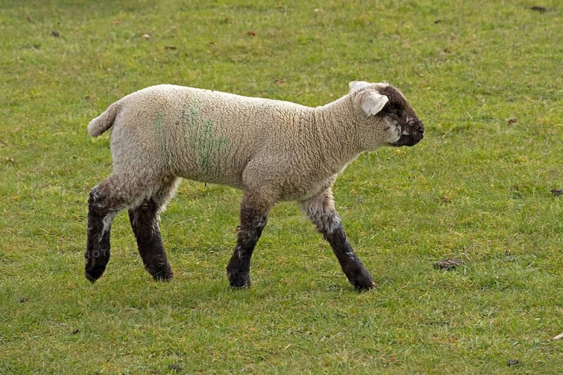 Lamb, sheep willow, Moreton-in-Marsh, Cotswolds, England, Great Britain
