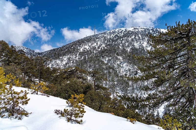 Snowy landscape in the Troodos Mountains in Trodoos, Cyprus