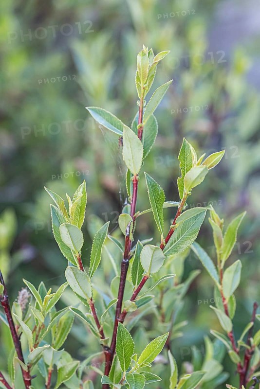 Skunk willow (Salix foetida), Mainau Island, Switzerland