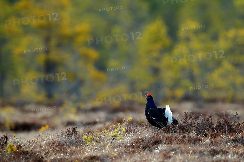 Black grouse on the pine tree. Nice bird Grouse, Tetrao tetrix, in marshland, Russia. Spring mating season in the nature. Wildlife scene from north Europe. Black bird with red crest, white tail