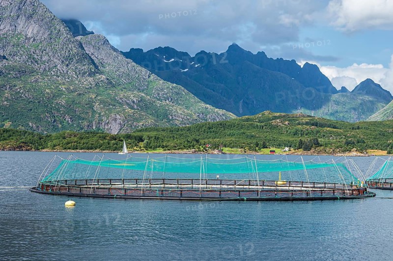Cages of a salmon farm, at Raften at the Raftsund, the waterway between Lofoten and Vesteralen, Norway