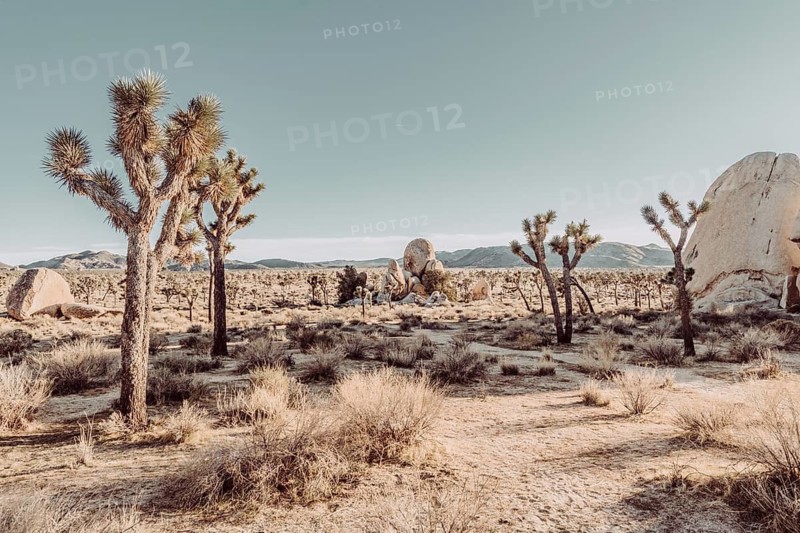 Joshua Tree National Park