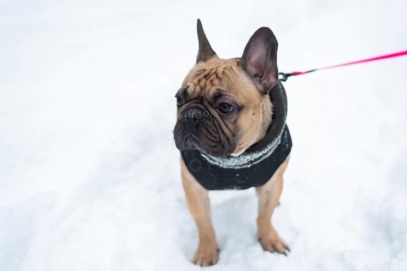 A French Bulldog wearing a cozy jacket stands on a snowy ground, ready for a winter walk. The dog looks alert and curious, highlighting the joy of pets in winter