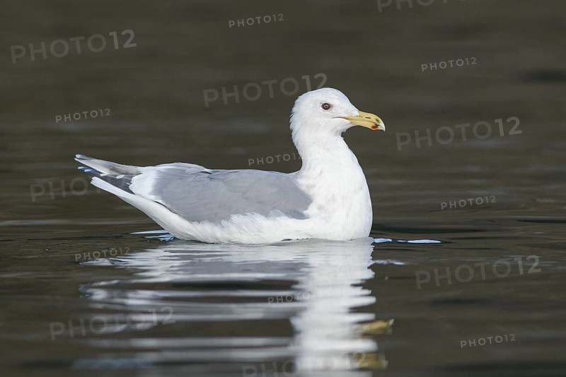 Glaucous Gull (Larus hyperboreus), British Columbia, Canada