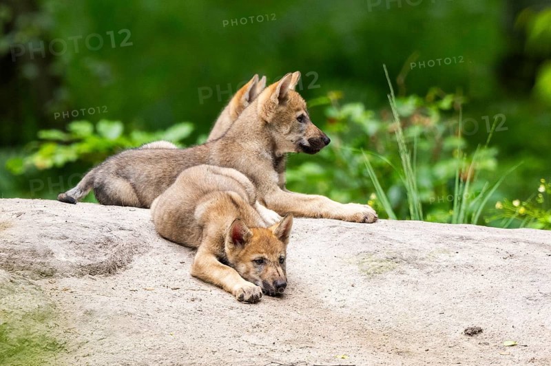 Eurasian wolf (Canis lupus lupus) cubs (youngster) on a little sand hill in the forest, Hesse, Germany