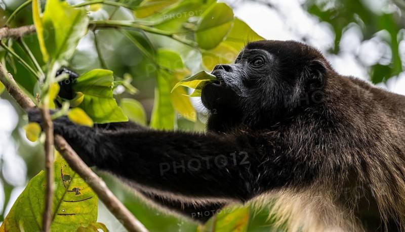 Mantled howler (Alouatta palliata) eating leaves in a tree, Cahuita National Park, Costa Rica