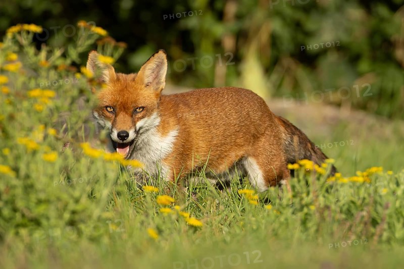 Red fox (Vulpes vulpes) adult animal in countryside grassland with wildflowers in summer, England, United Kingdom