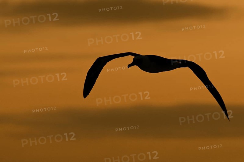 Laysan Albatross (Phoebastria immutabilis), Hawaii, USA