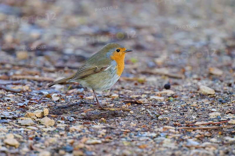 A robin stands on a gravelly, natural surface with autumnal colours, robin (Erithacus rubecula), spring, bird island, Altmühlsee, Muhr am See, Gunzenhausen, Franconian Lake District, Bavaria, Germany