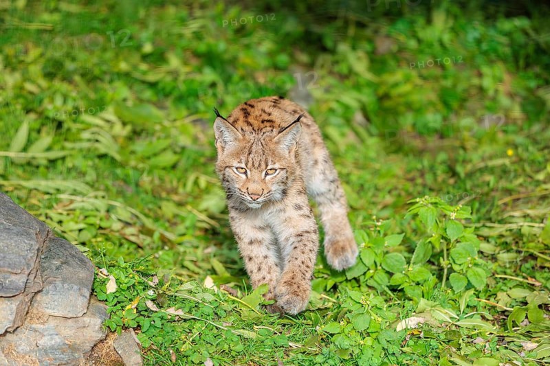 A young Eurasian lynx (Lynx lynx) sits on a meadow, stalking something