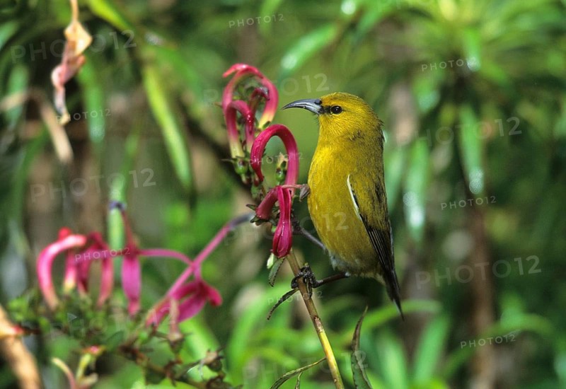 Kauai Amakihi, Hemignathus kauaiensis, Hawaiian Honeycreeper