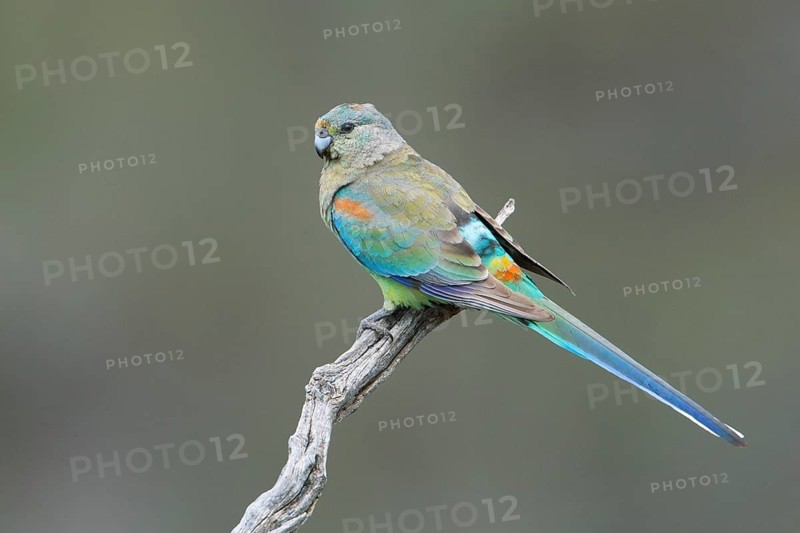 Mulga Parrot (Psephotellus varius) female perched on a branch, South Australia, Australia