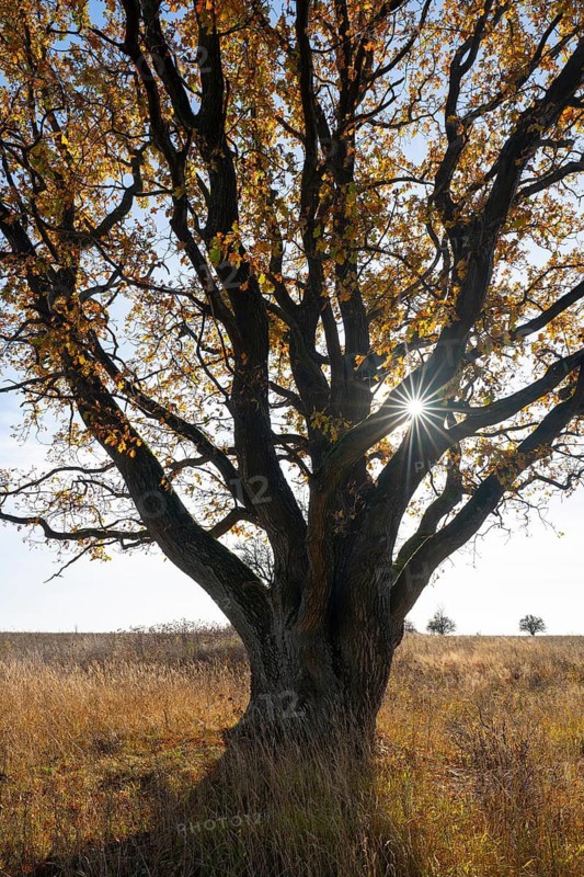 English oak (Quercus robur) in a meadow, in autumn with yellow discoloured leaves, backlit with sun star, Thuringia, Germany