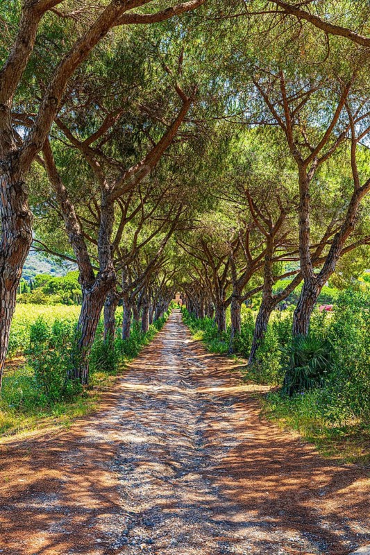 Pine avenue on the road from Porto Azzurro to Portoferraio, Elba Island, Tuscan Archipelago National Park, Tuscany, Italy