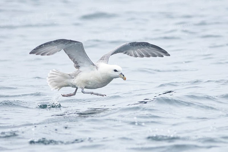 Northern Fulmar (Fulmarus glacialis) flying, Iceland