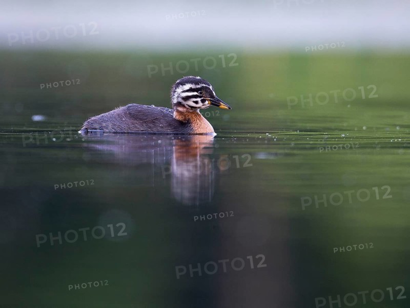 Red-necked Grebe (Podiceps grisegena) chick, Mecklenburg-Western Pomerania, Germany