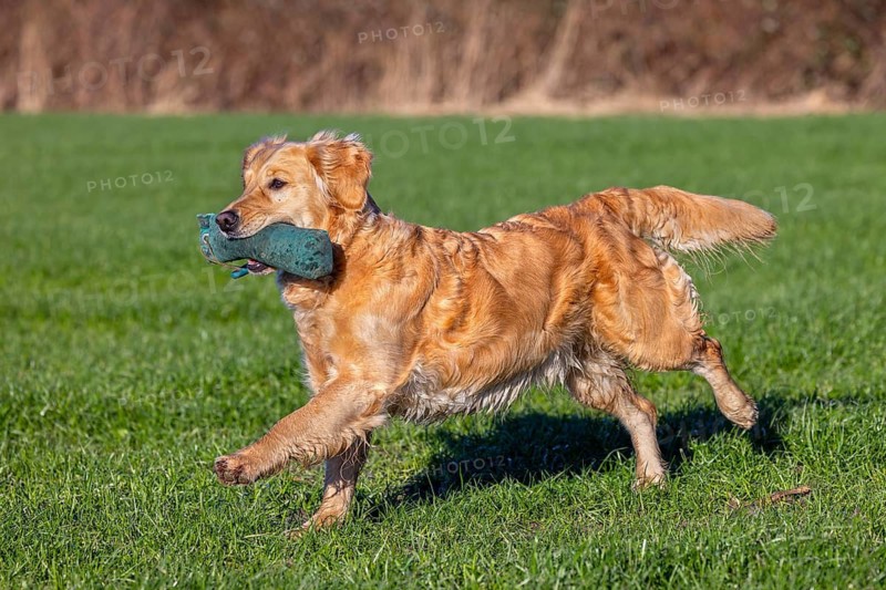 Golden retriever, gun dog running and fetching training dummy in field